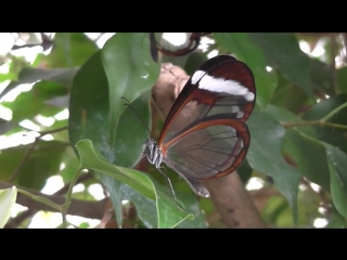 10 УДИВИТЕЛЬНЫХ СУЩЕСТВ, О КОТОРЫХ ВЫ ПОДУМАЕТЕ ФОТОШОП