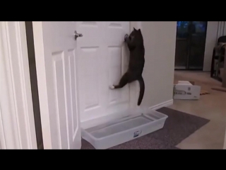 Кот открывает двери