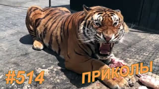 Приколы август 2019 №514