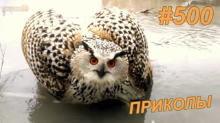 Приколы август 2019 №500