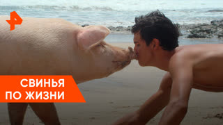 «Загадки человечества»: свинья по жизни